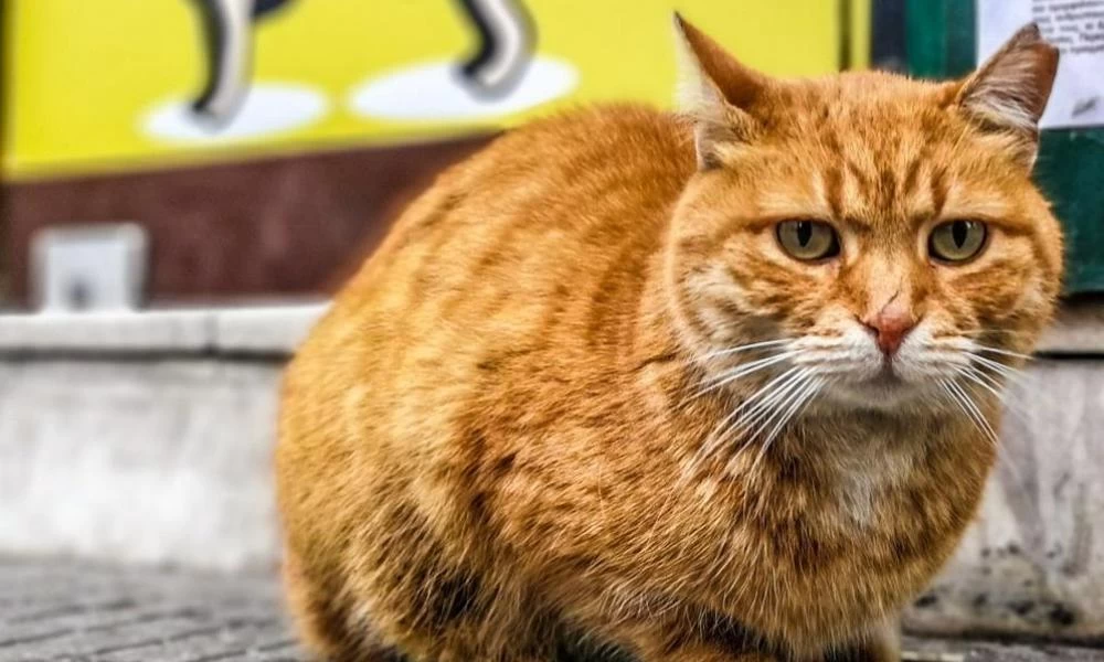 Οι γάτες αναγνωρίζουν τη φωνή του ιδιοκτήτη τους αλλά επιλέγουν να τον αγνοούν